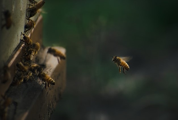 Why bees fly at night