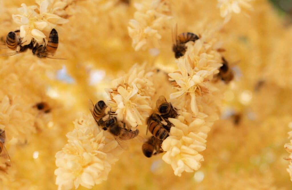 Younger bees rest longer than older bees who are busy foraging during the day