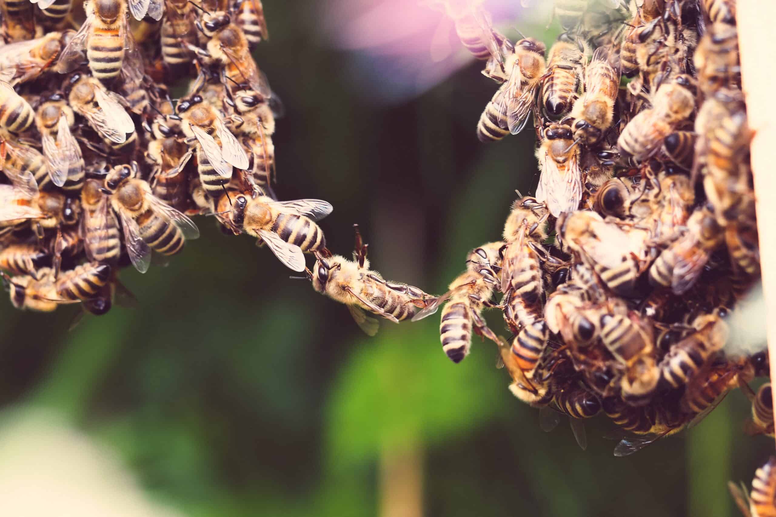 Bee festooning