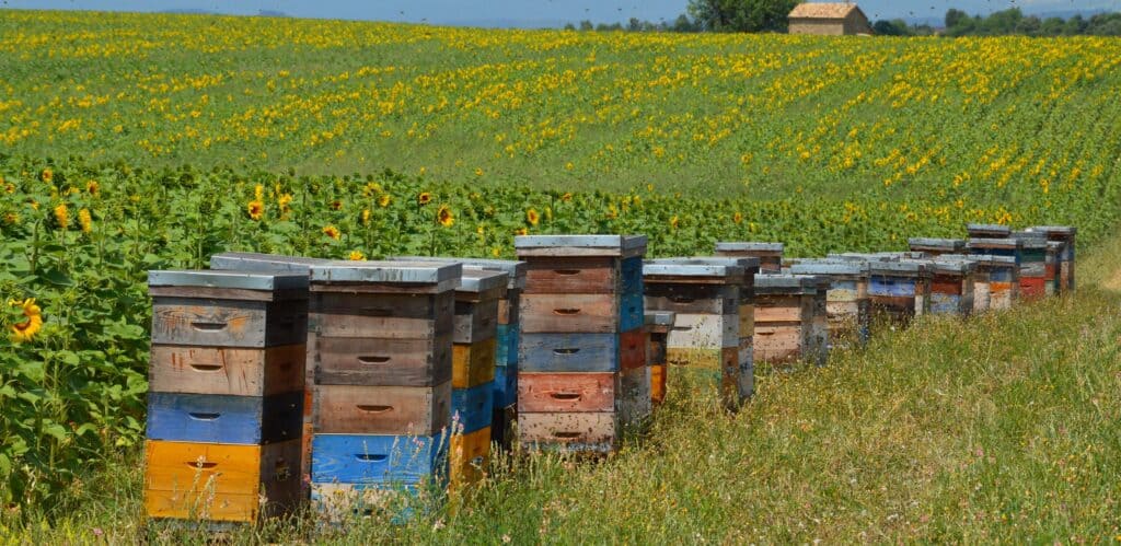 Bee hives amidst sunflower farms