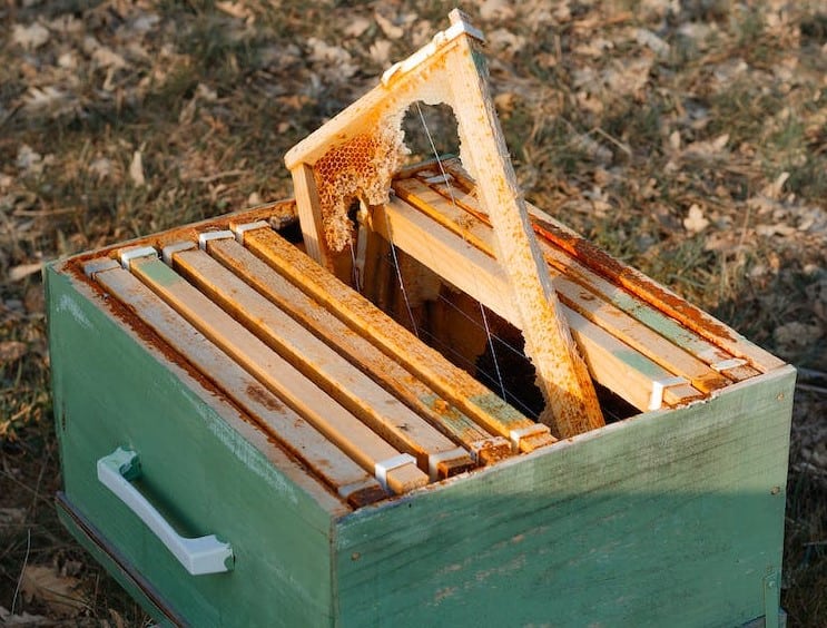 Compared to other beehives, bee skeps are easier to use
