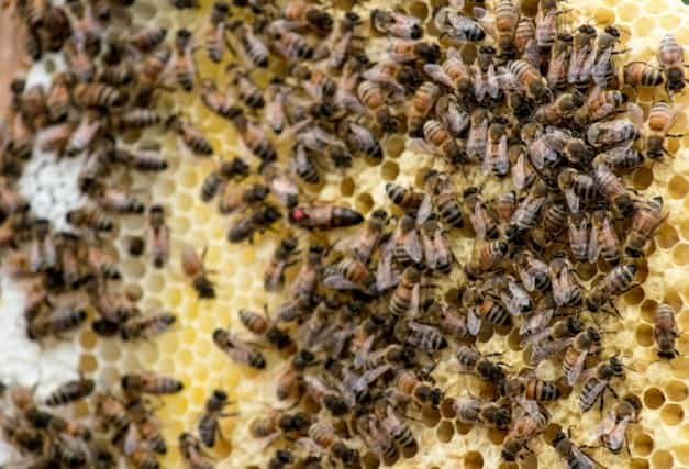 Drones help regulate the temperature in the hive