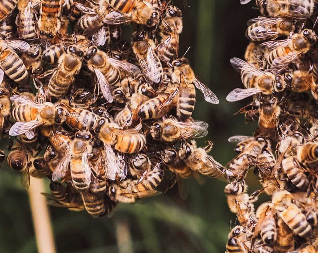 Festooning bees