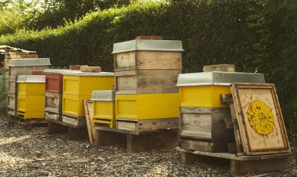 Hives are wooden boxes