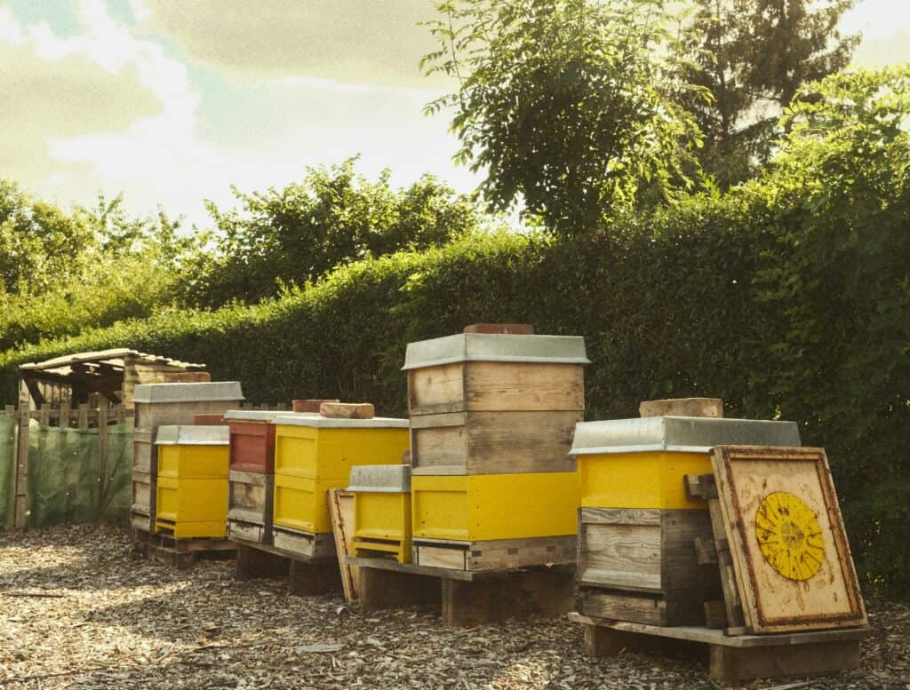 Modern day beekeeping