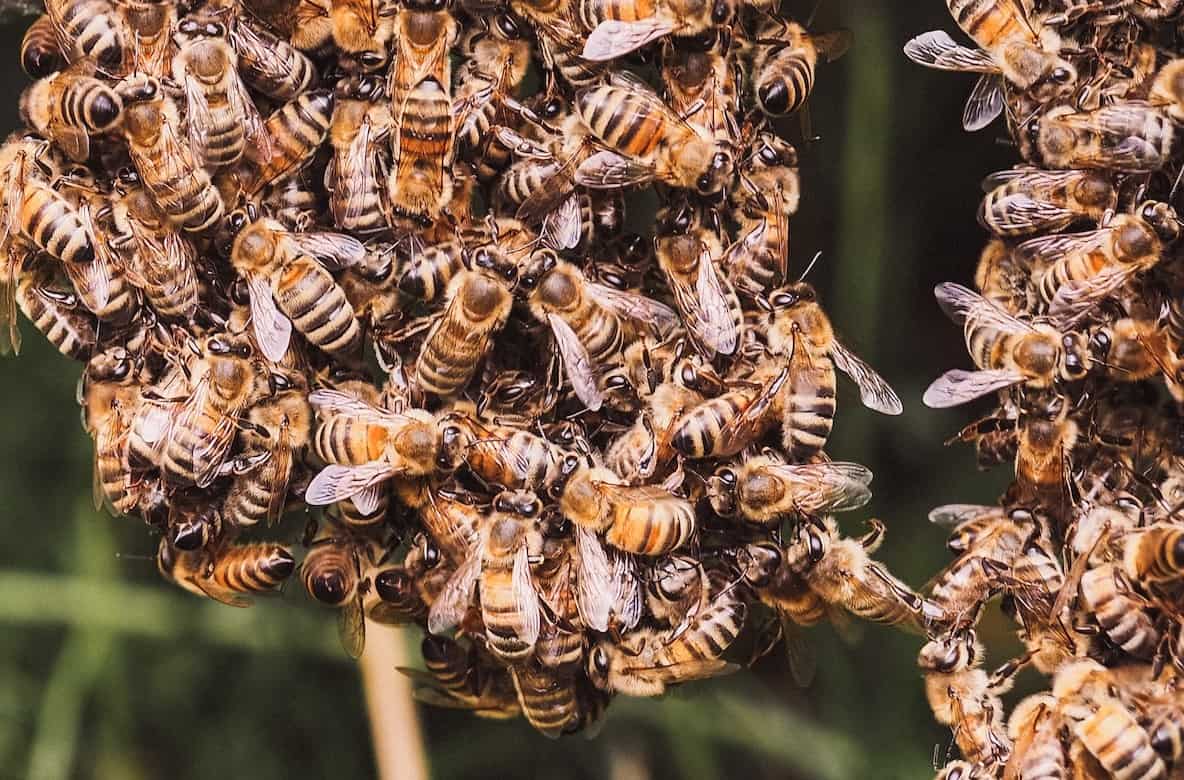 Understanding The Beauty Behind Bee Festooning