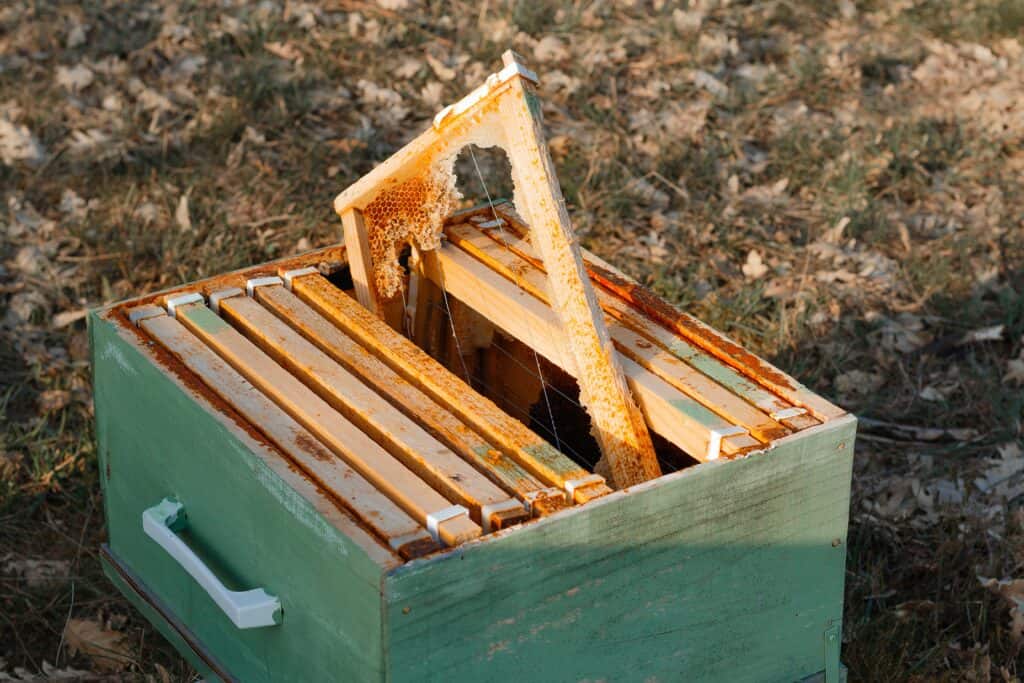 10-frame hive box