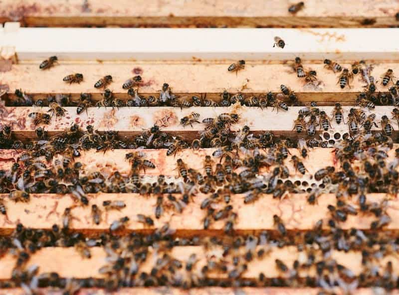 8-frame beehive