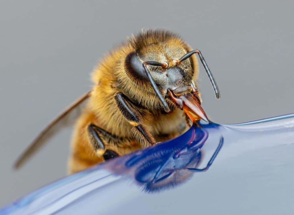 A Carniolan bee has a longer tongue than the Italian bee and other honeybee species