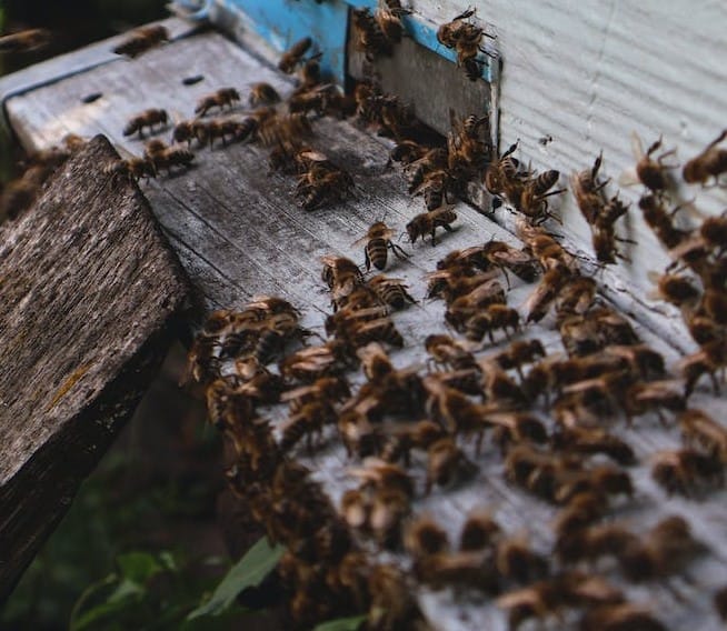 Bee Bearding vs. Bee Swarming