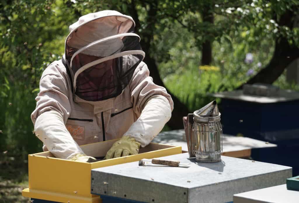 Beekeeping starter kit