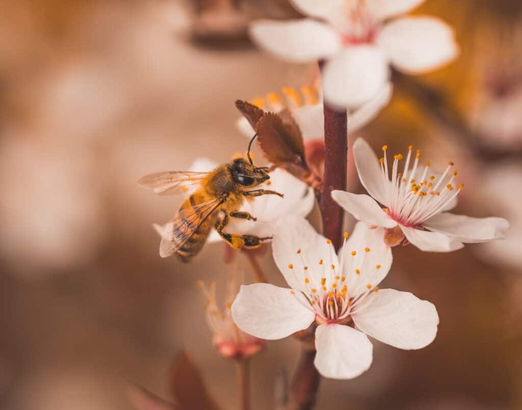 Buckfast Bee