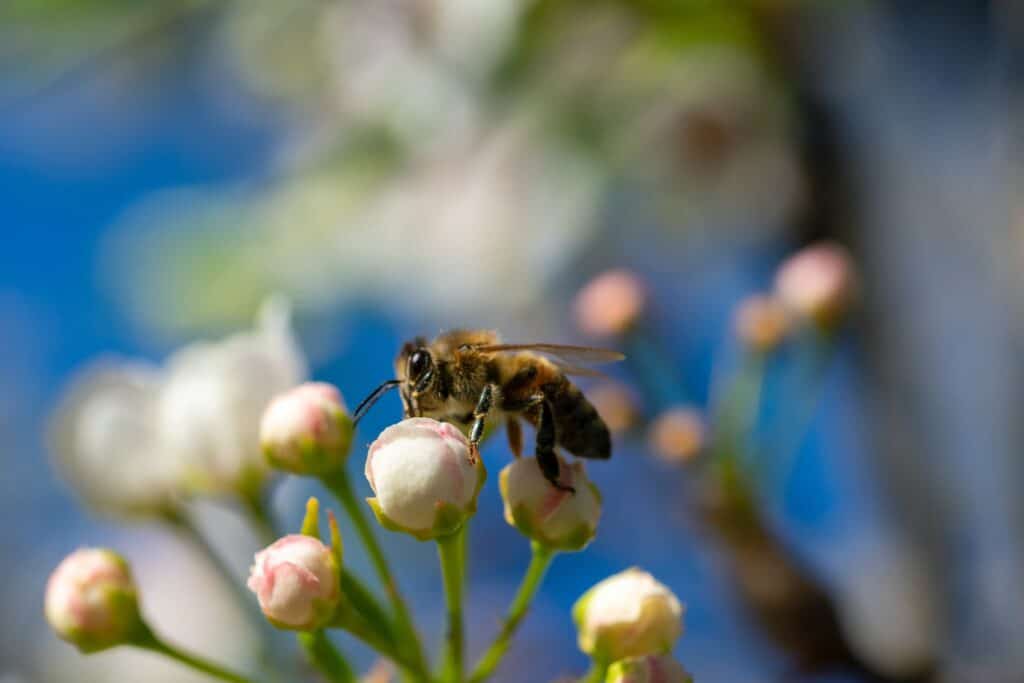 Buckfast Bee in late spring