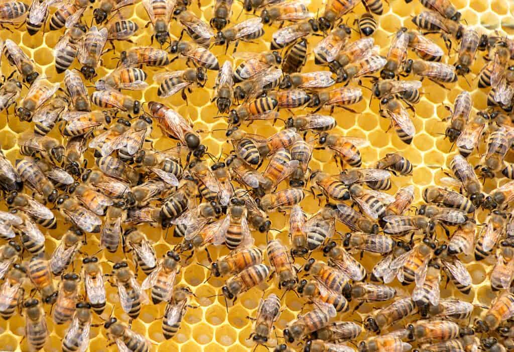 Buckfast bees are very productive