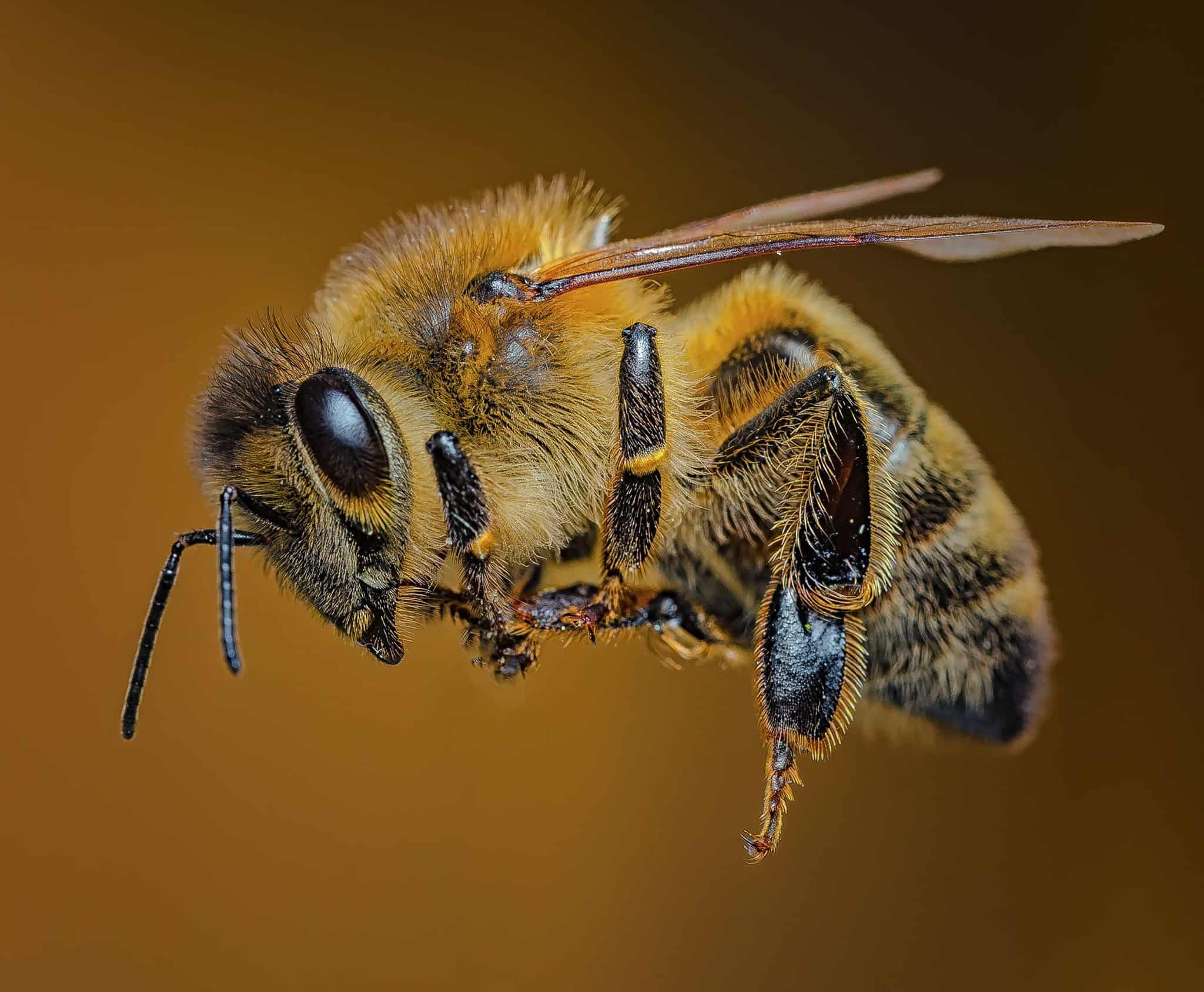 Carniolan Bees (Apis Mellifera Carnica)