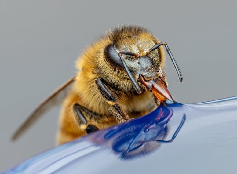 Carniolan bee has long tongue