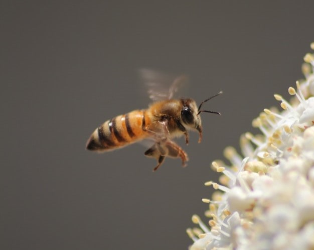 Carniolan bee