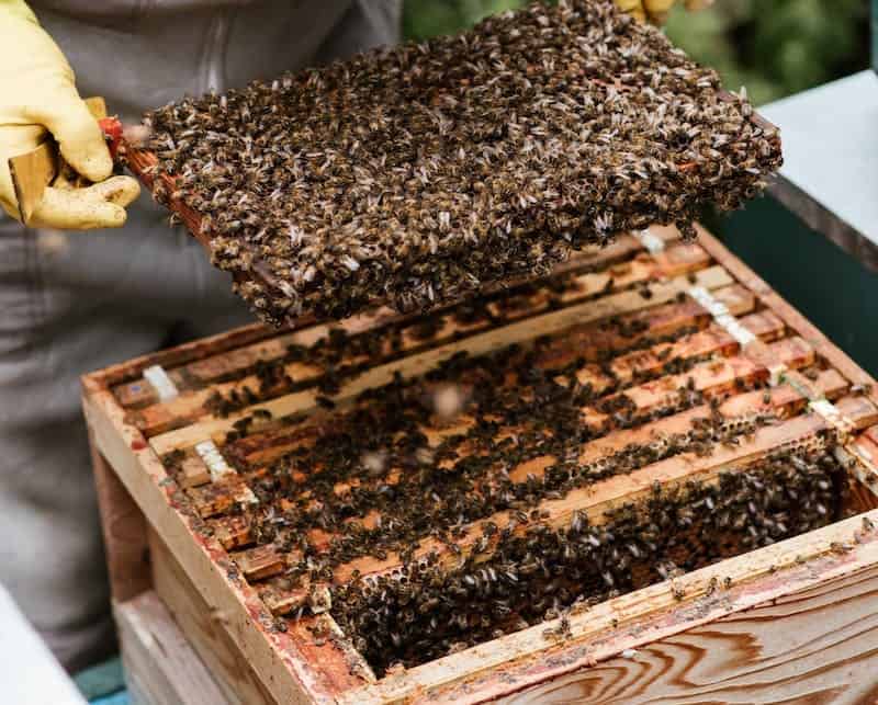 Colony of bees