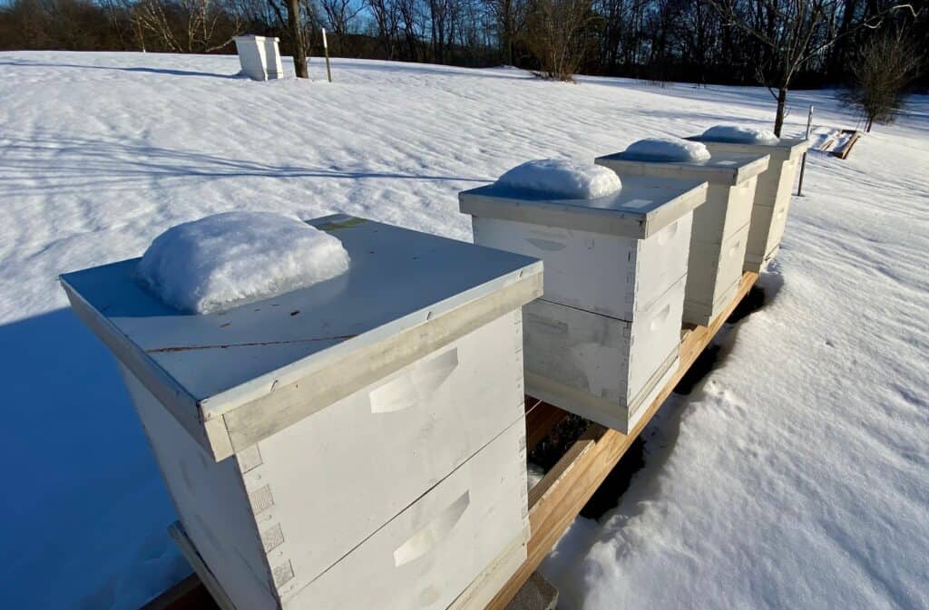 One hive of Carniolan bees stores large quantities of honey to get the colony through the winter