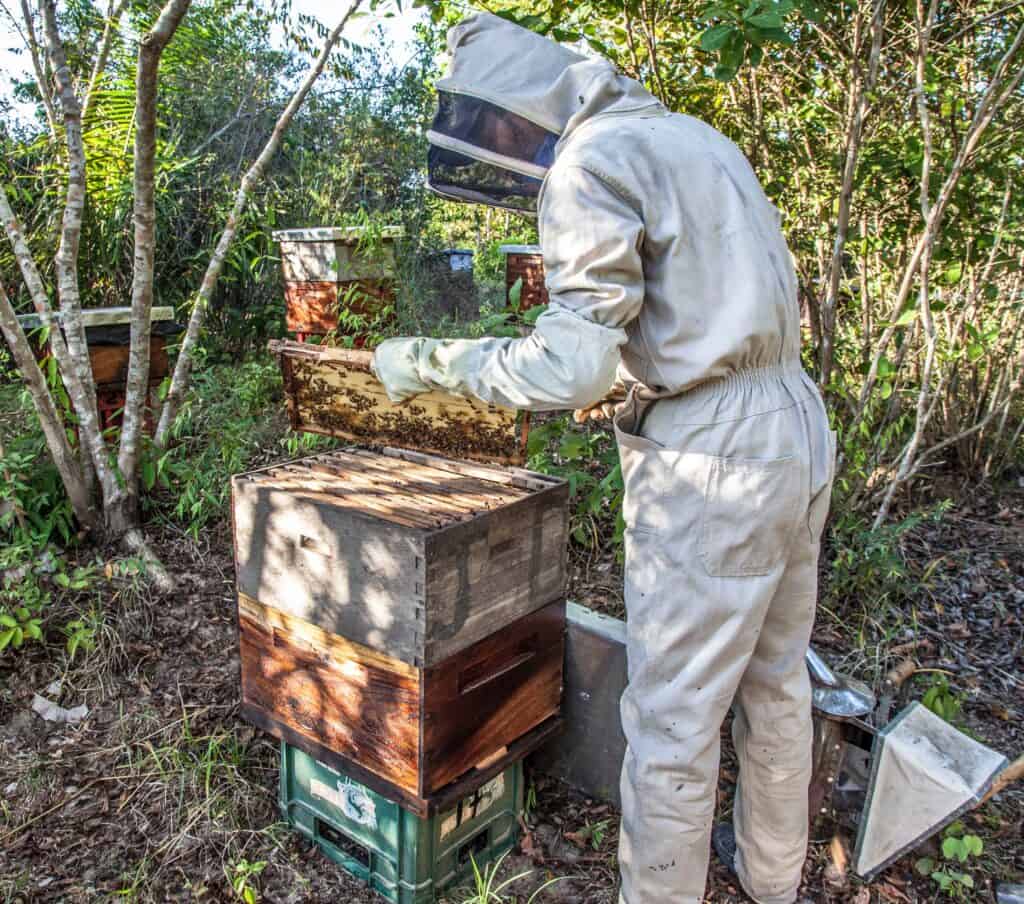 Provide additional boxes for brood and honey