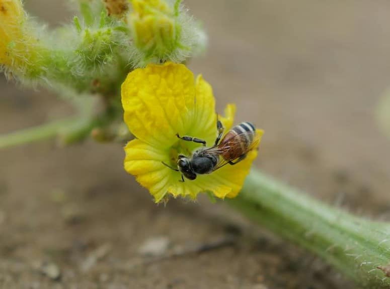 Bee on a tubular flower