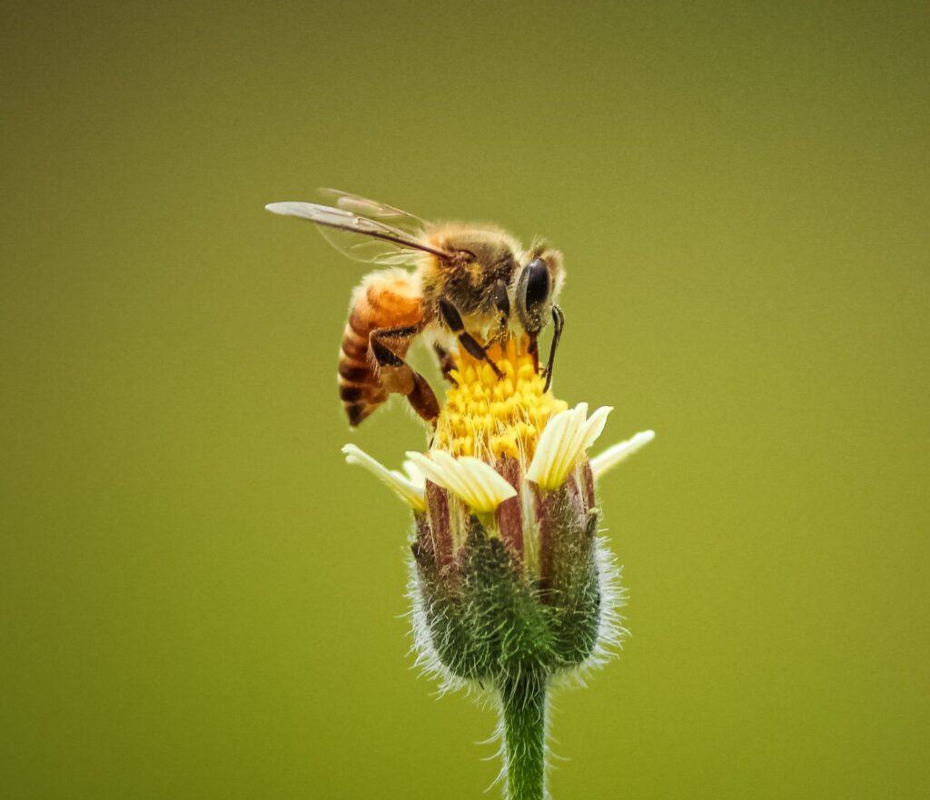Italian Bee (Apis mellifera ligustica)