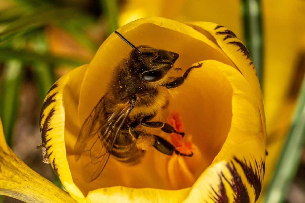 Italian bee