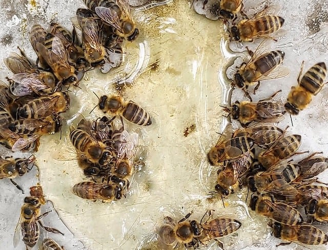 Italian bees have high food consumption