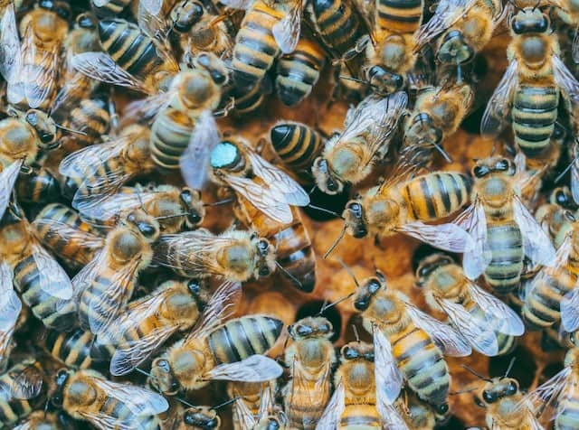 Italian bees