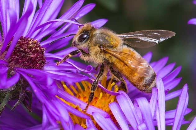 Italian honeybee