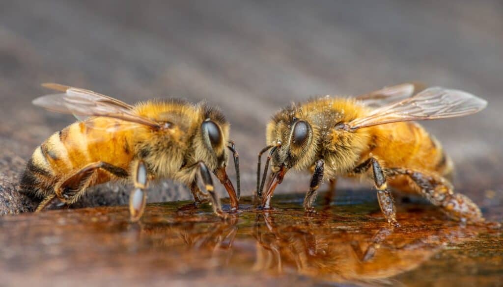 Italian honeybees with long tongues