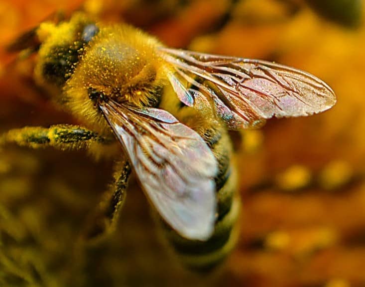 Bee wings