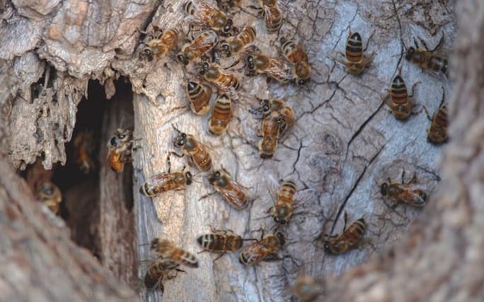 Bees nesting habits