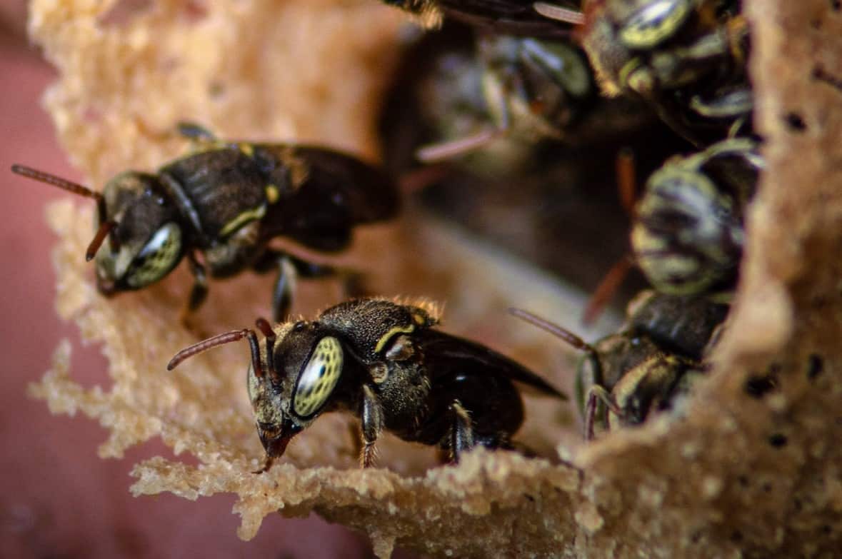 Getting to Know the Stingless Bees