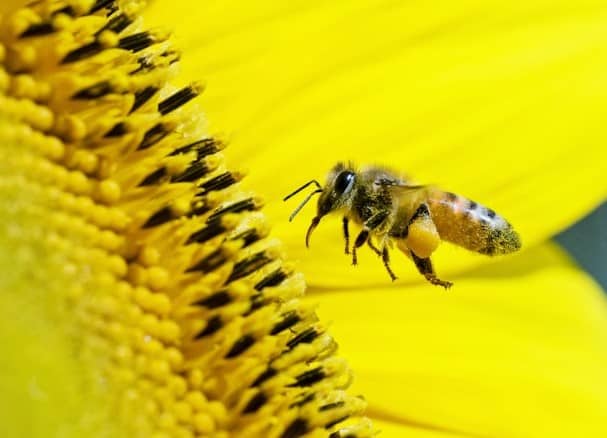 How Fast Can Honey Bees Fly